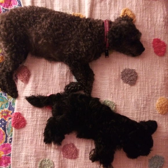 Meet your Posher, Sarah - Picture 2 of 2